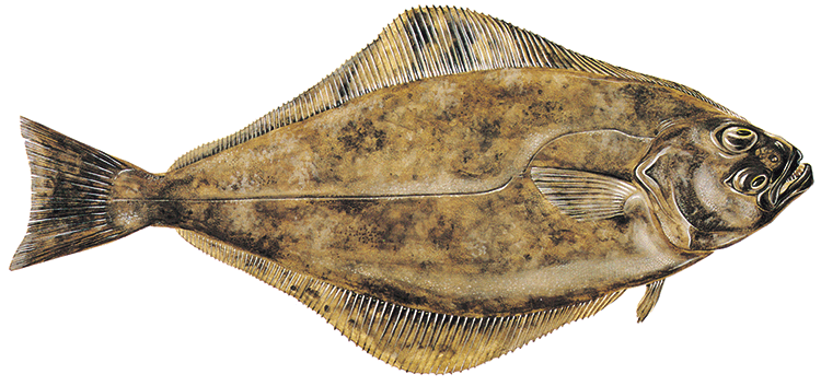 Hälleflundra — West Ivar